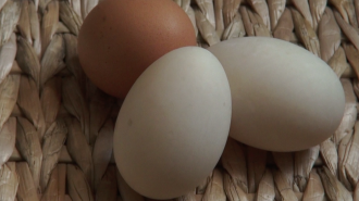 Duck eggs are in white and the brown is a regular chicken egg.