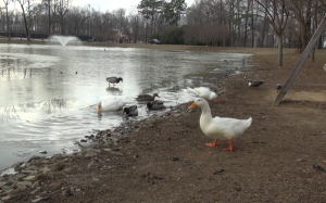 Water fowl populate the areas surrounding each of Elon's three lakes, leaving behind droppings that affect the water's quality.