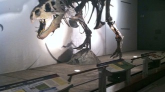 A life size cast of  a T. Rex Skeleton on display at the Greensboro Science Center.