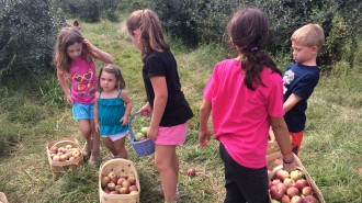 Children gather apples in the orchards of Millstone Creek Orchards in Ramseur, N.C.. The Orchard seeks to teach children about stewardship while having fun at the same time.