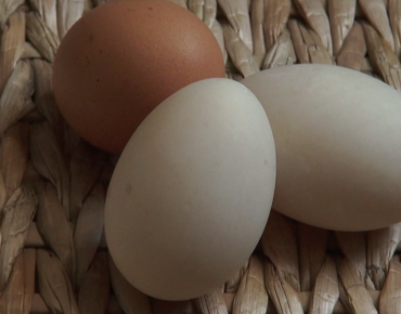 Duck eggs are in white and the brown is a regular chicken egg.