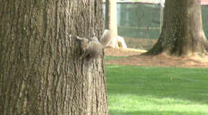 Some squirrels that live in the trees near the McEwen Communications School may have needed to find a new home due to construction